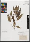 Foto von Salix triandra subsp. amygdalina (L.) Schübl. & G. Martens